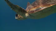 Die Unechte Karett-Schildkröte ist vom Aussterben bedroht. Die Unechte Karett-Schildkröte ist vom Aussterben bedroht.