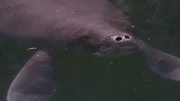 Die Amazonas-Seekühe sind die kleinste Seekuh-Art. Die Amazonas-Seekühe sind die kleinste Seekuh-Art.