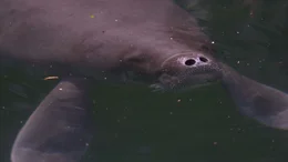 Die Amazonas-Seek&uuml;he sind die kleinste Seekuh-Art.