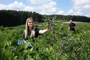 Maria Riemensperger pflückt Heidelbeeren in einer Heidelbeerplantage der Firma Beerenobst Riemensperger in Ainertshofen, Landkreis Aichach-Friedberg. Im Hintergrund Alexander Herrmann. Maria Riemensperger pflückt Heidelbeeren in einer Heidelbeerplantage der Firma Beerenobst Riemensperger in Ainertshofen, Landkreis Aichach-Friedberg. Im Hintergrund Alexander Herrmann.