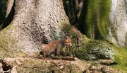 Fuchskind auf Entdeckungstour: Etwa einen Monat nach der Geburt wagen Fuchskinder erstmals, ihre Pfoten vor den Bau zu setzen.