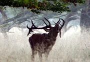 Rothirschbrunft - im Herbst sind die Wälder Deutschlands erfüllt vom Echo ihrer Stimmen. Rothirschbrunft - im Herbst sind die Wälder Deutschlands erfüllt vom Echo ihrer Stimmen.