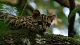 Die seltenen Margays oder Langschwanzkatzen leben in den Baumkronen und sind so scheu, dass man nur wenig &uuml;ber sie wei&szlig;.
