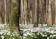 Zu Abertausenden wirbt das Buschwindr&ouml;schen im Fr&uuml;hjahr um Best&auml;uber.
