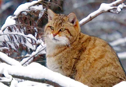 Wildkatzen haben es im Winter schwer: Es ist so gut wie unm&ouml;glich, M&auml;use unter der Schneedecke zu erjagen. Deshalb fressen die Katzen im Winter auch Aas.