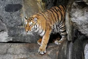 rbb Fernsehen PANDA, GORILLA & CO., TEIL 195, "Geschichten aus dem Zoo Berlin und dem Tierpark Berlin", Große Hoffnung wird in die neue sibirische Tigerin Avrora gesetzt, die seit November 2010 im Tierpark zu Hause ist. rbb Fernsehen PANDA, GORILLA & CO., TEIL 195, "Geschichten aus dem Zoo Berlin und dem Tierpark Berlin", Große Hoffnung wird in die neue sibirische Tigerin Avrora gesetzt, die seit November 2010 im Tierpark zu Hause ist.