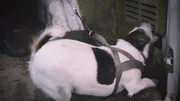 In Medyka schlägt ein Spürhund an. In Medyka schlägt ein Spürhund an.