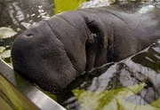 rbb Fernsehen PANDA, GORILLA & CO., TEIL 191, "Geschichten aus dem Zoo Berlin und dem Tierpark Berlin", am Freitag um 21:00 Uhr. Wählerisch, sehr Wählerisch sind die Seekühe, was das Futter und die Futterplätze anbelangt. Sie erscheinen so majestätisch, so genügsam und doch halten sie ihre Pfleger mit ihren Launen auf Trab. rbb Fernsehen PANDA, GORILLA & CO., TEIL 191, "Geschichten aus dem Zoo Berlin und dem Tierpark Berlin", am Freitag um 21:00 Uhr. Wählerisch, sehr Wählerisch sind die Seekühe, was das Futter und die Futterplätze anbelangt. Sie erscheinen so majestätisch, so genügsam und doch halten sie ihre Pfleger mit ihren Launen auf Trab.