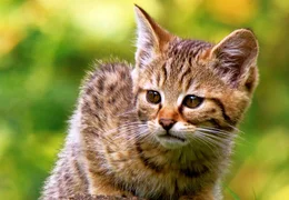 Wie alle Katzenkinder sind kleine Wildkatzen neugierig. Doch auf Menschen reagieren schon die Jungtiere ziemlich kratzb&uuml;rstig: Wildkatzen lassen sich so gut wie nicht z&auml;hmen.