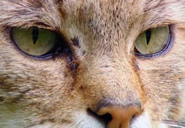 Mit ihren gro&szlig;en Augen kann die Wildkatze auch in der D&auml;mmerung hervorragend sehen - und sich an M&auml;use heranpirschen!