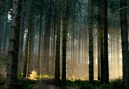 Die W&auml;lder der Eifel sind bis heute eines der wenigen R&uuml;ckzugsgebiete f&uuml;r Wildkatzen in Deutschland.