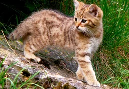 Junge Wildkatzen haben noch ein deutlich gezeichnetes Fell. Wenn sie gr&ouml;&szlig;er werden, verwischt die Zeichnung und macht die Tiere im Wald so gut wie unsichtbar.