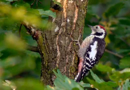 Unter der rissigen Rinde des Baumes stochert der Mittelspecht nach Insekten.