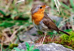 Ein Rotkehlchen in der Eifel &iquest; wie die Wildkatzen lieben auch sie den Schutz des Waldes.