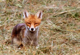 Auf der gem&auml;hten Wiese macht der Fuchs gute Beute: M&auml;use sind hier viel leichter zu entdecken als im hohen Gras.