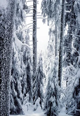 Winterwald in der Eifel.