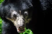 rbb Fernsehen PANDA, GORILLA & CO., TEIL 195, "Geschichten aus dem Zoo Berlin und dem Tierpark Berlin", am Freitag (09.09.11) um 21:00 Uhr. Die südamerikanische Brillenbärin Julia aus dem Tierpark Berlin ist wieder Mutter geworden. rbb Fernsehen PANDA, GORILLA & CO., TEIL 195, "Geschichten aus dem Zoo Berlin und dem Tierpark Berlin", am Freitag (09.09.11) um 21:00 Uhr. Die südamerikanische Brillenbärin Julia aus dem Tierpark Berlin ist wieder Mutter geworden.