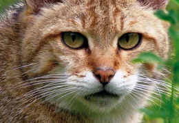 Ungez&auml;hmt: Wildkatzen sind &auml;u&szlig;erst scheu und selten - in Deutschland wurden sie einst fast bis zur Ausrottung gejagt.