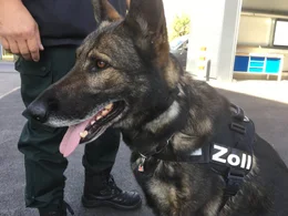 Hunde sind f&uuml;r den Menschen im t&auml;glichen Leben oft unersetzbar. Der Film zeigt die beeindruckenden F&auml;higkeiten der Vierbeiner und begleitet sie beim Training, im Einsatz und beim Zusammenleben mit Menschen. Bild: Polizeibeamter beim Zoll mit Sch&auml;ferhund w&auml;hrend des Trainings.