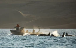 Eine Gruppe Schwertwale taucht neben dem Boot der Wissenschaftler auf