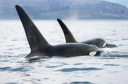 Durch das Abschmelzen des Eises im n&ouml;rdlichen Polarmeer haben Orcas ihre Jagdstrategien v&ouml;llig ver&auml;ndert.