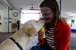 Der treue Vierbeiner wird trainiert, damit man sich im Einsatz zu 100% auf ihn verlassen kann. Hunde sind f&uuml;r den Menschen im t&auml;glichen Leben oft unersetzbar.