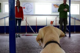 Der treue Vierbeiner wird trainiert, damit man sich im Einsatz zu 100% auf ihn verlassen kann. Hunde sind f&uuml;r den Menschen im t&auml;glichen Leben oft unersetzbar.