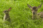 Ein Hirschkalb und ein junges Wildkaninchen suchen Deckung in einer Wiese – Menschen sollten diese possierlichen Jungtiere nicht berühren, denn der menschliche Geruch verschreckt die Alttiere. Ein Hirschkalb und ein junges Wildkaninchen suchen Deckung in einer Wiese – Menschen sollten diese possierlichen Jungtiere nicht berühren, denn der menschliche Geruch verschreckt die Alttiere.