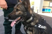 Hunde sind f&uuml;r den Menschen im t&auml;glichen Leben oft unersetzbar. Der Film zeigt die beeindruckenden F&auml;higkeiten der Vierbeiner und begleitet sie beim Training, im Einsatz und beim Zusammenleben mit Menschen. Bild: Polizeibeamter beim Zoll mit Sch&auml;ferhund w&auml;hrend des Trainings.