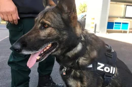 Hunde sind f&uuml;r den Menschen im t&auml;glichen Leben oft unersetzbar. Der Film zeigt die beeindruckenden F&auml;higkeiten der Vierbeiner und begleitet sie beim Training, im Einsatz und beim Zusammenleben mit Menschen. Bild: Polizeibeamter beim Zoll mit Sch&auml;ferhund w&auml;hrend des Trainings.