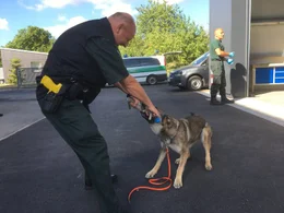 Hunde sind f&uuml;r den Menschen im t&auml;glichen Leben oft unersetzbar. Der Film zeigt die beeindruckenden F&auml;higkeiten der Vierbeiner und begleitet sie beim Training, im Einsatz und beim Zusammenleben mit Menschen. Bild: Polizeibeamter beim Zoll mit Sch&auml;ferhund w&auml;hrend des Trainings.