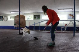 Der treue Vierbeiner wird trainiert, damit man sich im Einsatz zu 100% auf ihn verlassen kann. Hunde sind f&uuml;r den Menschen im t&auml;glichen Leben oft unersetzbar.