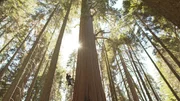 Wendy Baxter, Biologin, besteigt einen Sequoia-Baum. Die Wissenschaftlerin will herausfinden, wie diese Riesen auf klimatische Ver&auml;nderungen reagieren.