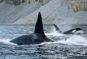 Einst waren die Eisb&auml;ren die m&auml;chtigsten J&auml;ger in der n&ouml;rdlichen Polarregion. Doch die tiefgreifenden klimatischen Ver&auml;nderungen und das Schmelzen des Eises bieten den 'Killerwalen' neue M&ouml;glichkeiten. Die gigantischen Meeress&auml;uger machen den B&auml;ren nun die Rolle als gef&auml;hrlichste J&auml;ger der Region streitig.