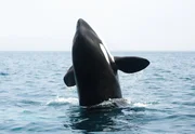 Ein Orca auf dem Sprung aus dem Wasser