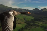 Gans im Flug