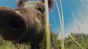 Wildschwein nahe an der Kamera Wildschwein nahe an der Kamera