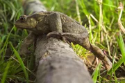 Eine Erdkr&ouml;te auf Wanderschaft &ndash; Im Fr&uuml;hling zieht es die M&auml;nnchen zu den Laichgew&auml;ssern, wo sie auf die sp&auml;ter ankommenden Weibchen warten um sich mit ihnen zu paaren.
