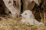 Der Pyren&auml;enberghund, auch Patou genannt, ist eine sehr alte Hunderasse. Seit hunderten Jahren begleiten diese sanften und anh&auml;nglichen Hunde Schafhirten bei der Arbeit.