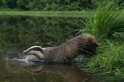 Dachs am Ufer