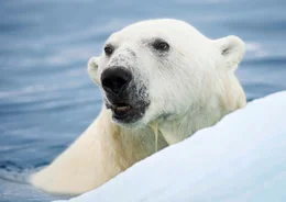 In der Arktis wird es immer w&auml;rmer, das ewige Eis schmilzt dahin. Diese Dokumentation zeigt die tiefgreifenden Ver&auml;nderungen in der n&ouml;rdlichen Polarregion am Beispiel zweier Arten. F&uuml;r die Orcas bietet das Schrumpfen des arktischen Eises neue Chancen. Die als &bdquo;Killerwale" verrufenen Meeress&auml;uger dringen immer weiter in die arktischen Gew&auml;sser vor und machen hier inzwischen dem Eisb&auml;ren die Rolle als gr&ouml;&szlig;ter und gef&auml;hrlichster J&auml;ger streitig.