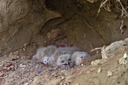 Uhujunge Nest.