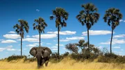 Ein einsamer Elefant zieht durch das lange, trockene Gras. Eine Reihe Lala Palmen. Ein einsamer Elefant zieht durch das lange, trockene Gras. Eine Reihe Lala Palmen.