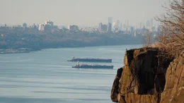 Wanderfalke im Hintergrund Manhattan.