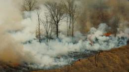 Albany Pine Bush, vorgeschriebene Br&auml;nde, um die Gesundheit des &Ouml;kosystems zu verbessern und das Risiko von Waldbr&auml;nden zu reduzieren.