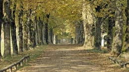 Hellbrunner Allee in Richtung Stadt.