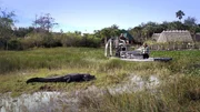Samuel Tommie vom Stamm der Seminolen auf einem Airboat in den Everglades. Der Alligator l&auml;sst sich nicht st&ouml;ren.