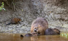 Biberfamilie.