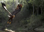 Seeadler. Seeadler.