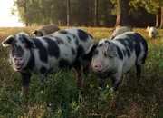 Schwimmende Schweine in Cigoc/ Kroatien Schwimmende Schweine in Cigoc/ Kroatien